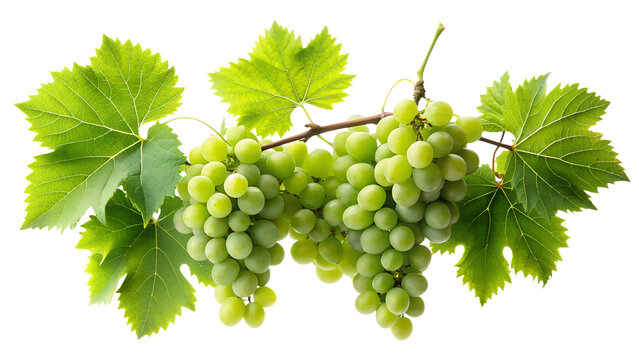 Fresh Green Grapes with Leaves Isolated on Transparent Background