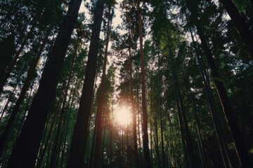 Sunlight filtering through dense forest canopy