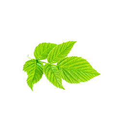 Bright green raspberry leaf isolated on white background.