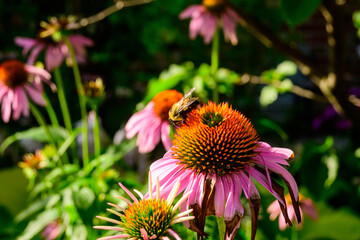 Pollinator decline: honeybee on purple cone flower in summer