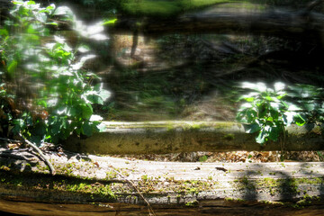 Soft focus forest scene with tree trunk