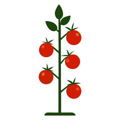 cherry tomatoes vector illustration