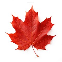 Vibrant red maple leaf photo