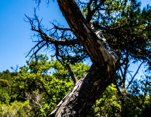 Obraz premium Twisted pine trunk against blue sky