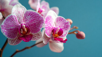 Obraz premium Photo of magenta and white Phalaenopsis orchids on a blue background, a floral background