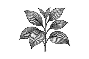 Intricate botanical line art of a leafy plant for nature lovers