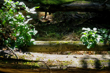 Double fallen tree surrounded by wild brushwood 