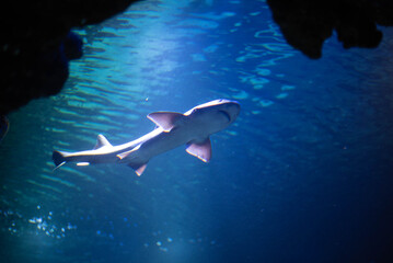 Threatening shark in the aquarium. Shark close-up. 