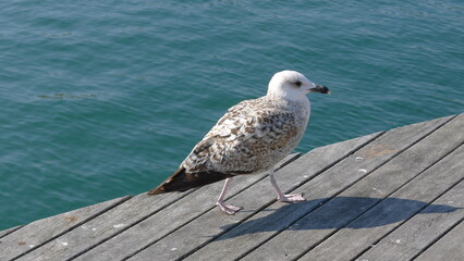 Juvenile Gull on a Wooden Pier in Barcelona