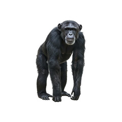 Fototapeta premium Close up of a standing male chimpanzee generative AI