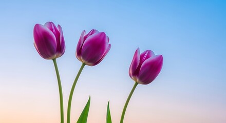 Naklejka premium Three magenta tulips bloom against a soft gradient sky