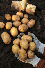 Organic potato harvest on soil in garden. Farmer hands harvesting yellow potatoes close up