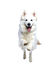 Obraz premium Cute dog jumping - isolated over a white backgorund