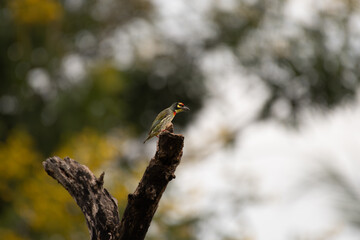 A vibrant coppersmith barbet perched on a weathered tree branch, set against a beautiful, softly blurred background of green foliage and yellow blooms.
