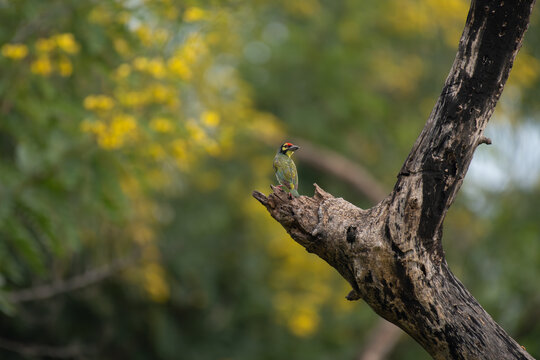 A vibrant coppersmith barbet perched on a weathered tree branch, set against a beautiful, softly blurred background of green foliage and yellow blooms.