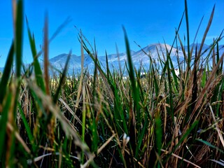 Ready to Harvest: Rice Stalks