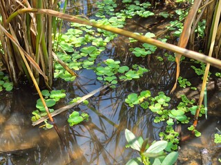 Paddy Field with Aquatic Plants