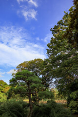 灼熱の都心散歩　浜離宮恩賜庭園