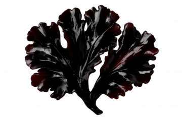 Close-up of dark red coral showcasing detailed texture, isolated on a transparent background, ideal for nature-themed projects