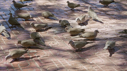 Flock of doves feeding on a sunny brick paved outdoor area, showcasing natural animal behavior and...