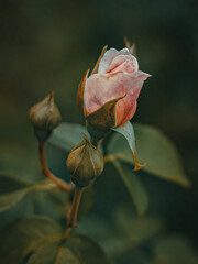 dry rose on a black background