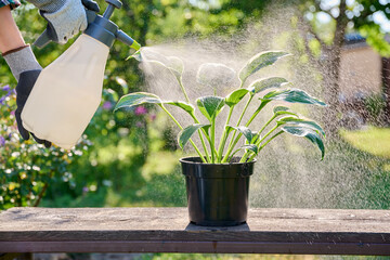 Close-up spraying of Hosta plant in pot from spray bottle
