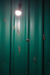 Group of Common house geckos on green metal sheet wall near light source from white bulb at night to hunt insects that play with light and eat them.