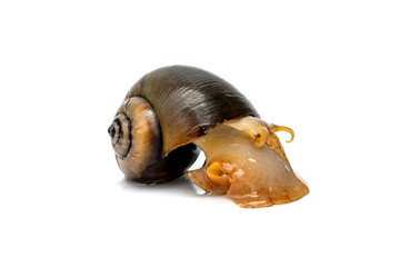 Freshwater snails of southern Thai. Mucus face tentacle feet coming out of shell of Apple snail - Pila angelica with light yellowish white color slow walking movement isolated on white background.