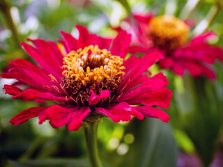 Macro of red blooming zinnia flower and yellow pollen, Close-up of Heliantheae flower, Zinnia violacea Cav flower