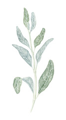 Watercolor White Sage Branch – Botanical Smudging Herb. Close-up watercolor illustration of a white sage branch. Ideal for spiritual graphics, moon rituals, and botanical herb collections