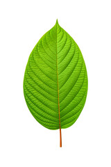 Obraz premium Kratom green leaf revealing its detailed veins and texture, isolated on white background