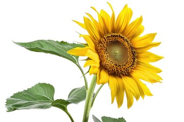 Clear Pixel Visual of Sunflower Botanical Illustration on Transparent Background