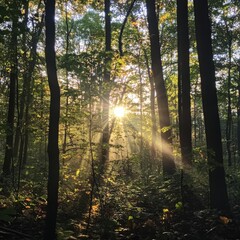 Obraz premium Sunny morning in the forest