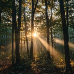 Fototapeta premium Sunny morning in the forest