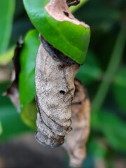 Cocoons or pupae are made from curled dry leaves, hanging among the fresh green leaves.