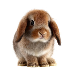 Fototapeta premium Cute brown lop-eared rabbit sitting calmly on a white background during a bright indoor setting