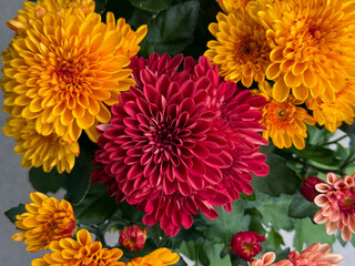 Beautiful blooming chrysanthemum flowers decorative summer autumn flower in vibrant red, pink and orange colors directly above view