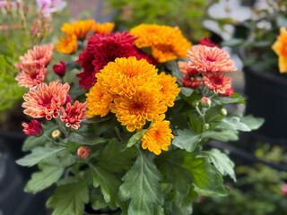 Beautiful blooming chrysanthemum flowers decorative summer autumn flower in vibrant red, pink and orange colors close up