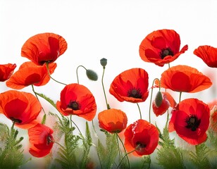 Obraz premium coquelicots sur fond transparent pour banniere