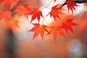 Maple leaves backgrounds autumn yellow.