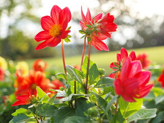 赤いダリアの花の生態写真