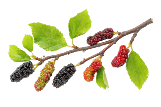 Colorful mulberries hanging on a branch with vibrant green leaves in a garden setting
