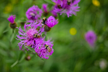 Wild bees pollinate thistle flowers.
