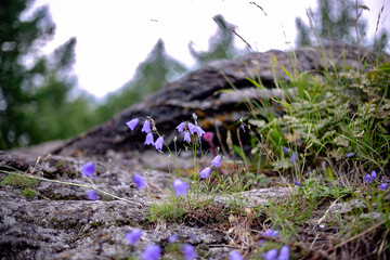 Bluebells bloom on the rocky surface of Mount Sinyaya, in the village of Baranchinsky. Kushvinsky urban district. July 2025.