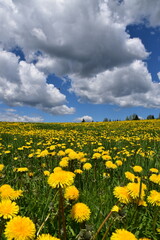 A field of dandelion flowers, Québec, Canada