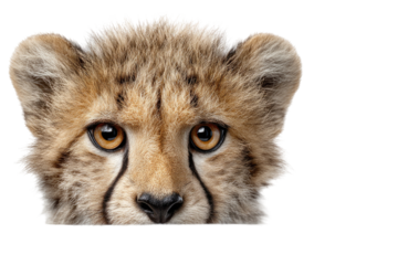 Close-up of a cheetah cub's head, focused on expressive eyes and fur