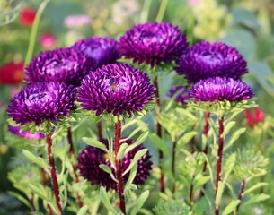 purple Florists-chrysanthemum