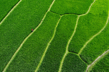 Chapai Nawabganj, Bangladesh - 04 April 2017: Aerial view of vibrant green paddy fields, divided by light pathways, create a lush, textured landscape.