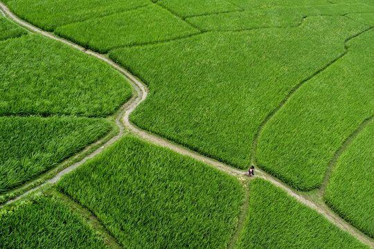 Chapai Nawabganj, Bangladesh - 04 April 2017: Aerial view of lush green paddy fields divided by earth paths, creating a vibrant landscape under the open sky.