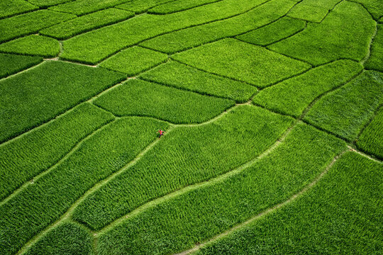 Chapai Nawabganj, Bangladesh - 04 April 2017: Aerial view of vibrant green rice paddies stretch across the landscape, divided by earth paths, creating a textured mosaic of rural life.